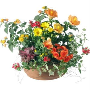 Sonniges Arrangement