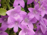 Campanula 'portenschlagiana'