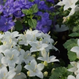 Campanula 'isophylla'