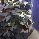 Oxalis 'Klee' rot