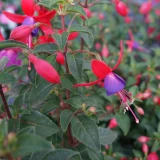 Fuchsie 'mix' aufrecht