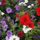 Confetti 'Gardenmix' 3 Pflanzen