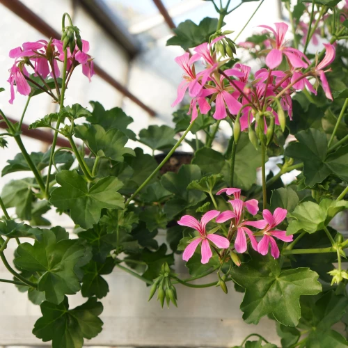 Geranien 'hängend'
