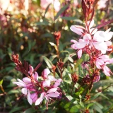 Gaura 'lindheimeri'