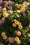 Lantana 'camara'