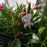 Nerium 'oleander'