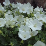 Campanula 'isophylla'