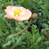 Papaver 'nudicaule'