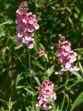 Diascia 'barberae'