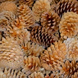 Zapfen 'Maritima' lackiert