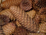 Zapfen 'Fichte'