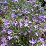 Scaevola 'aemula'