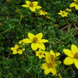 Bidens 'mix'