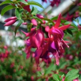 Fuchsie 'mix' aufrecht