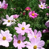 Cosmos 'bipinnatus'