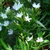 Nerium 'oleander'