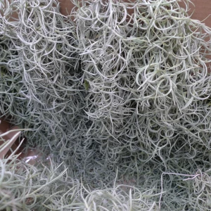 Tillandsia 'usneoides'
