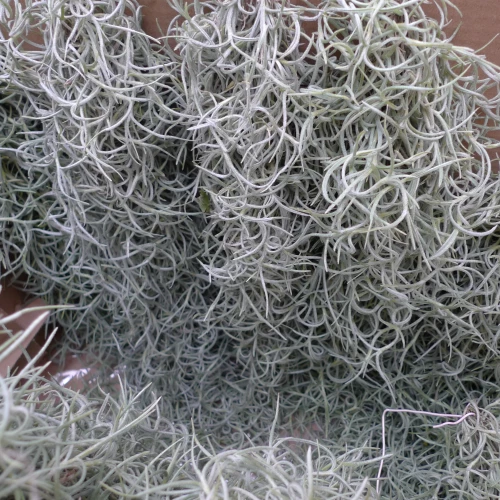 Tillandsia 'usneoides'
