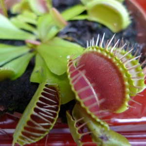 Dionaea 'muscipula'