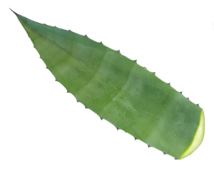 Agavenblätter