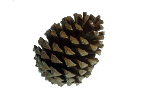 Zapfen 'Maritima' lackiert