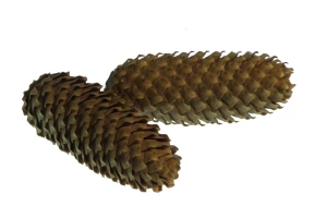 Zapfen 'Fichte'