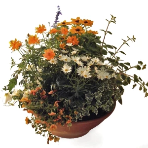 Trauerschale 'orange-weiss'