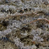 Flechten