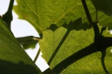 Wolfer 'Pinot Noir'