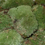 Klumpenmoos