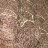 Muehlenbeckia trocken / Weinrankrebenstrang