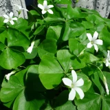 Oxalis 'Klee' grün