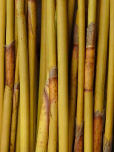 Reeds Stäbe