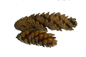 Zapfen 'Strobus' lackiert