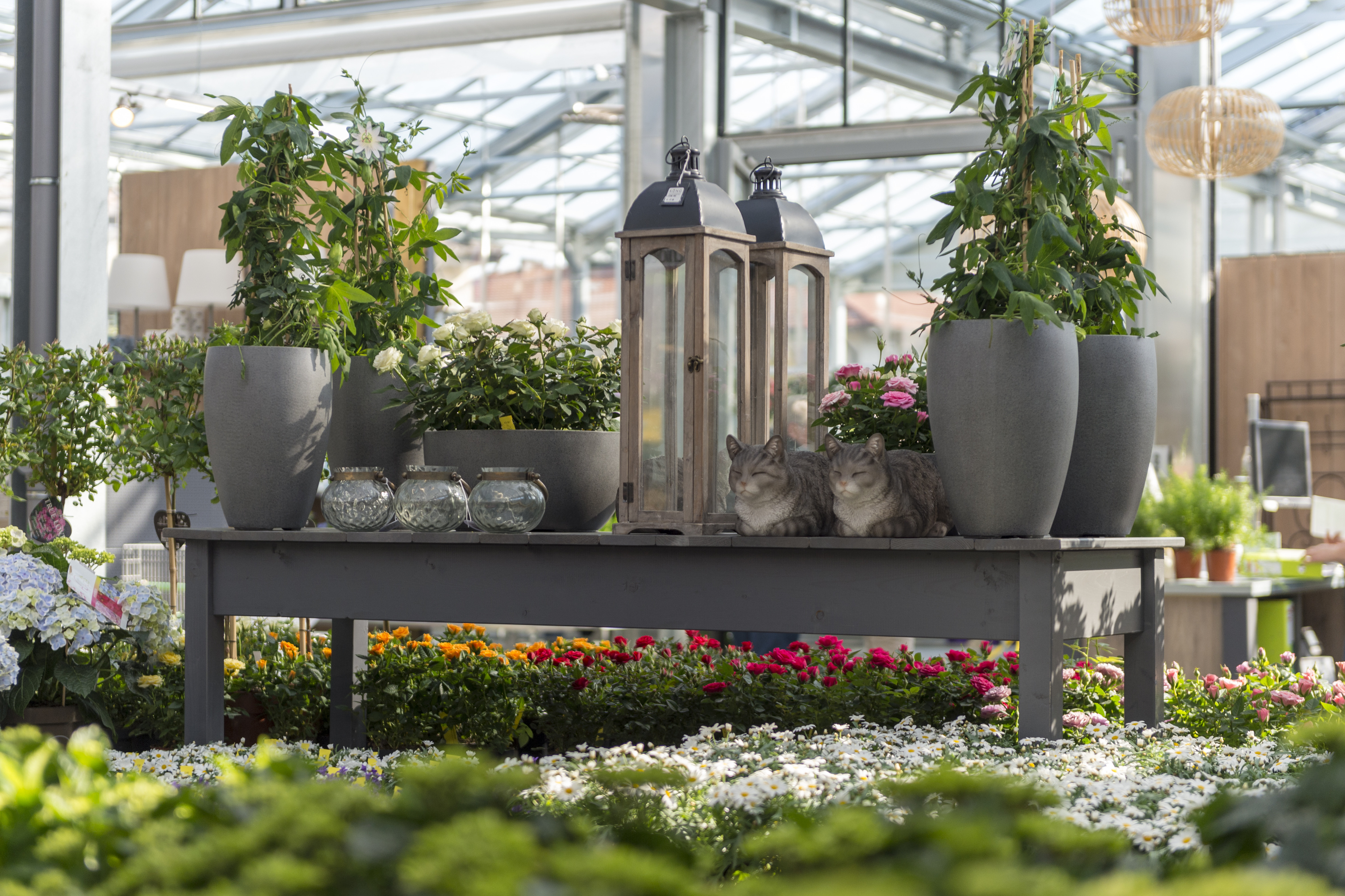 Gartencenter Kueng Frauenfeld 3