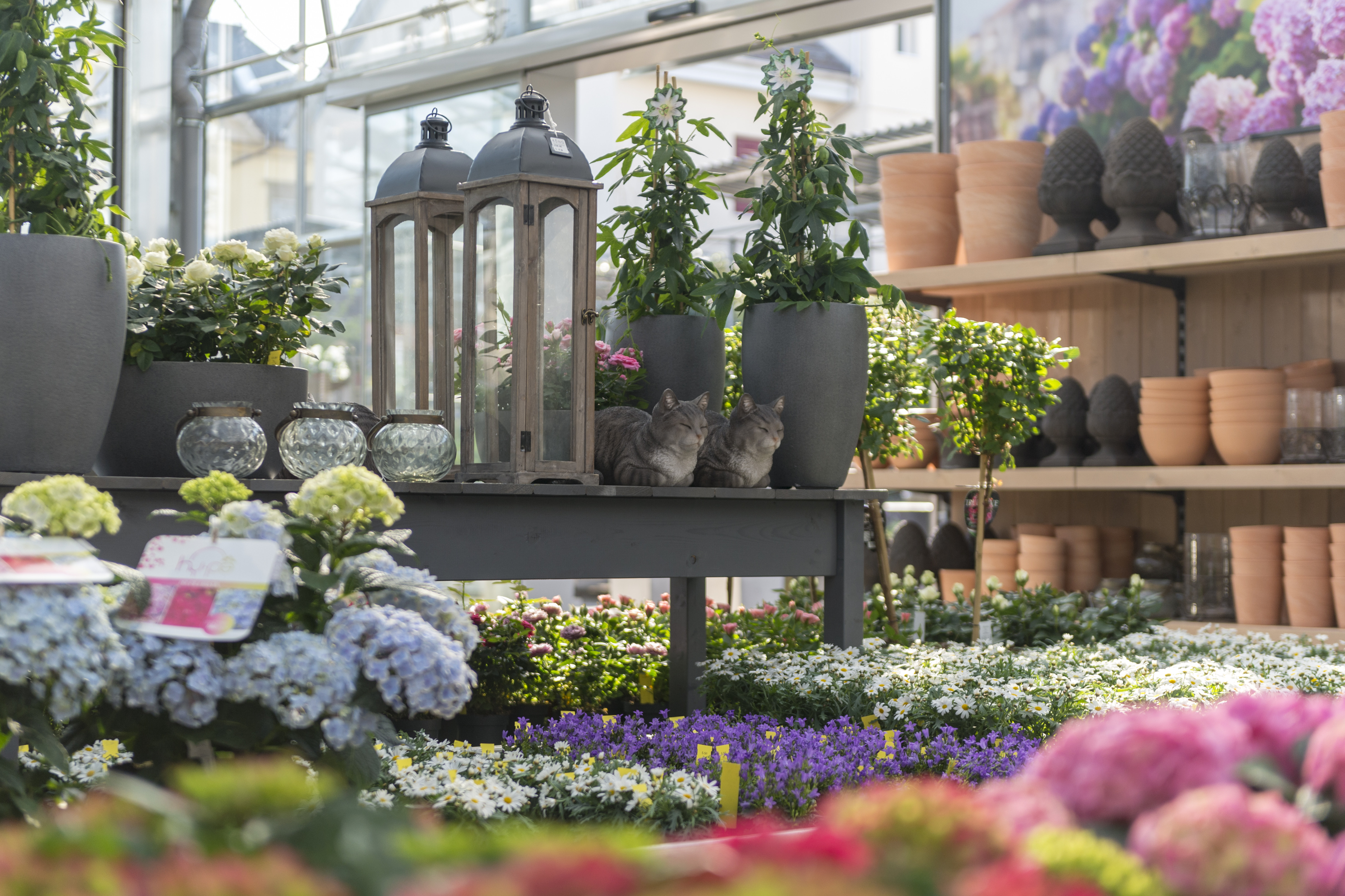 Gartencenter Kueng Frauenfeld 4