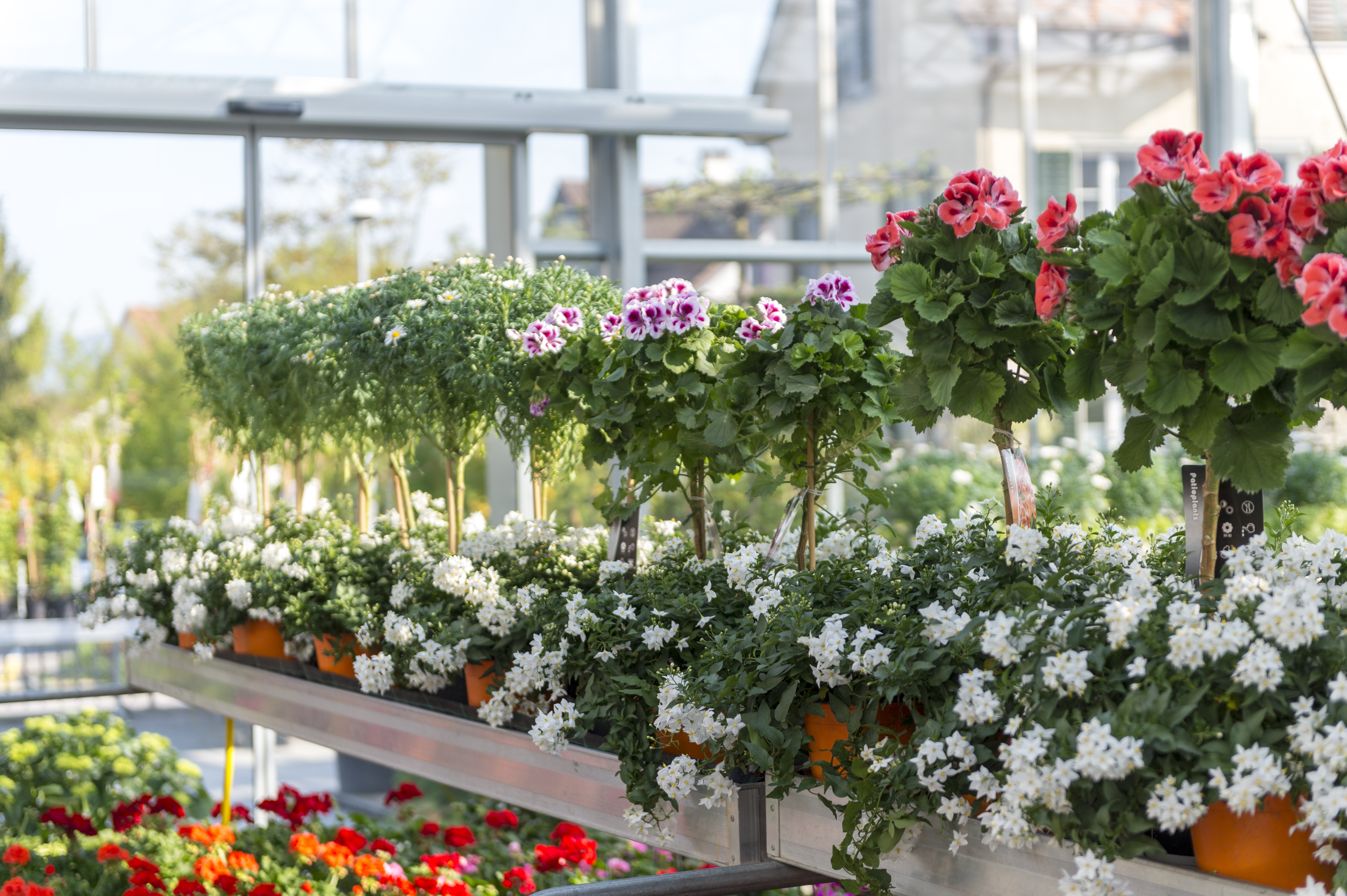 Gartencenter Kueng Frauenfeld 5