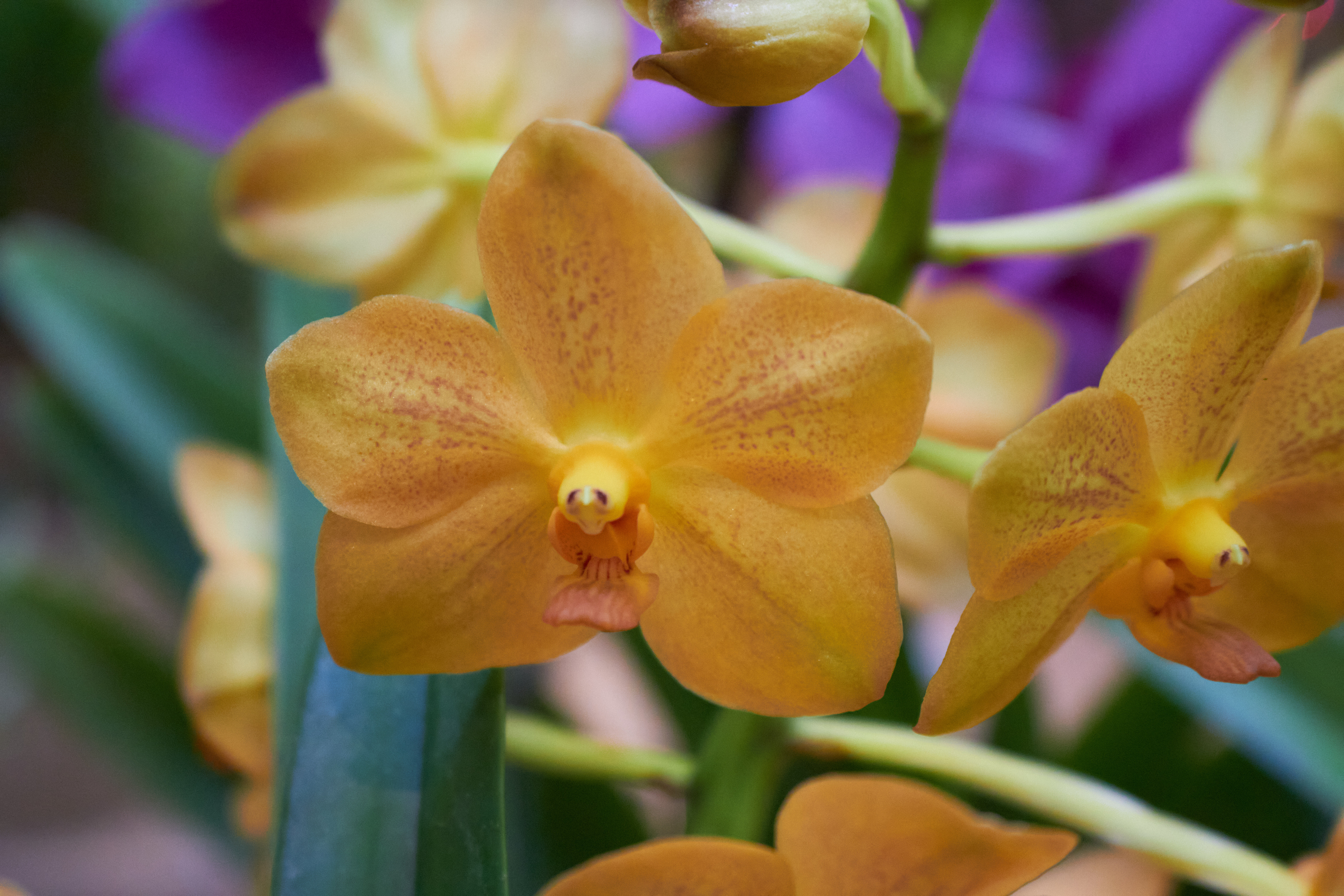 Orchidee gelb