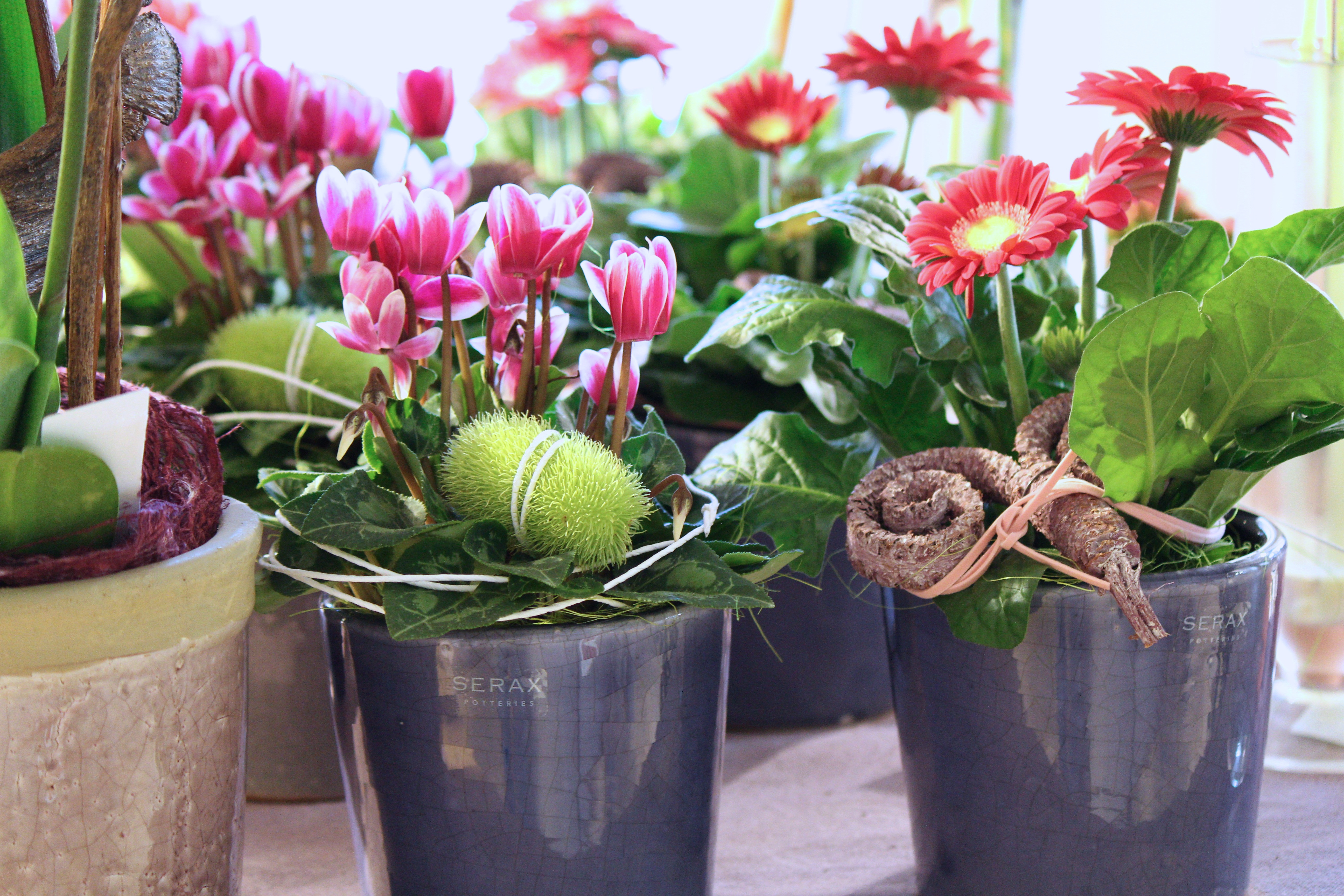 Pflanzengeschenke - schoen ausgarniert