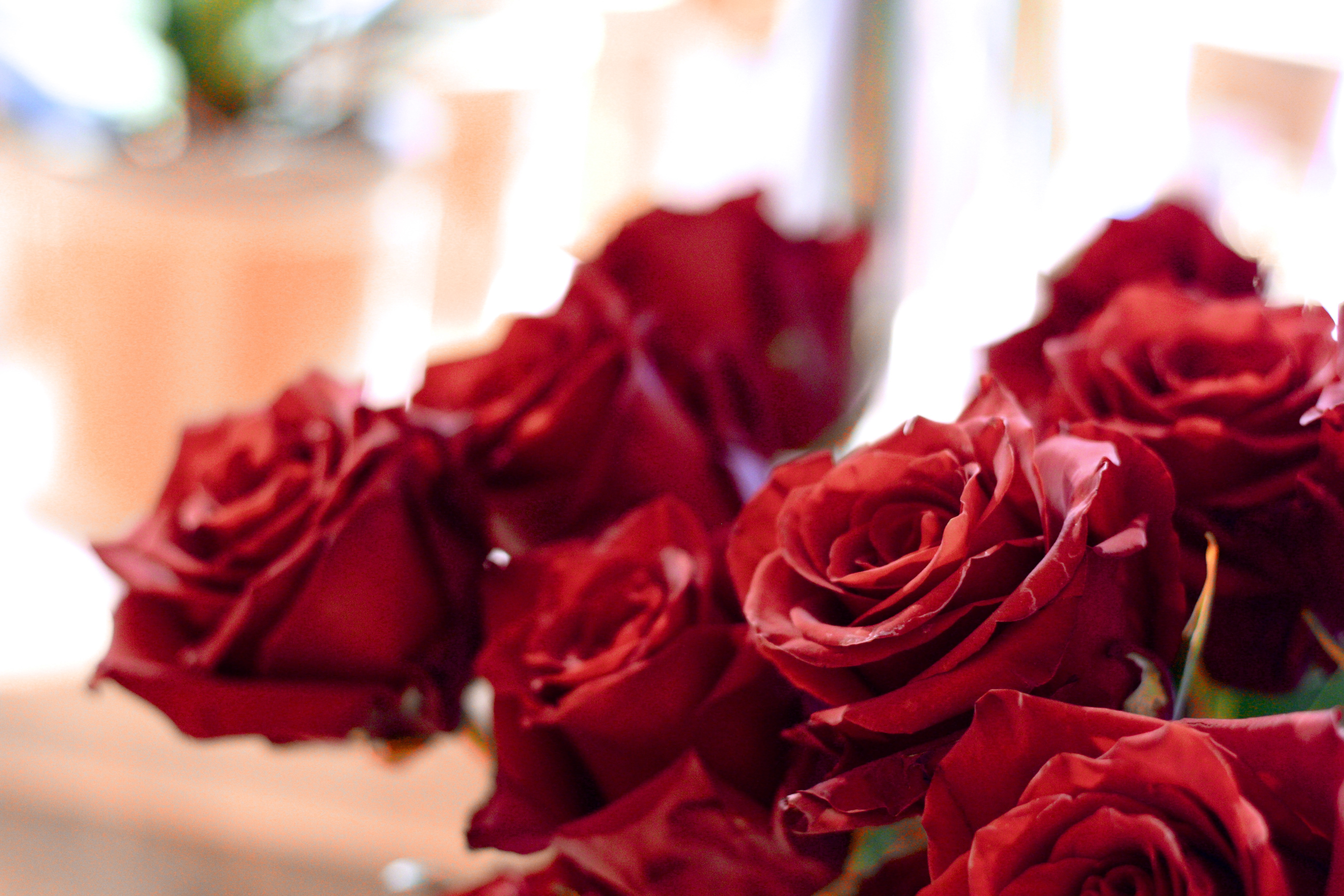 Schnittblumen - Rote Rosen der Klassiker